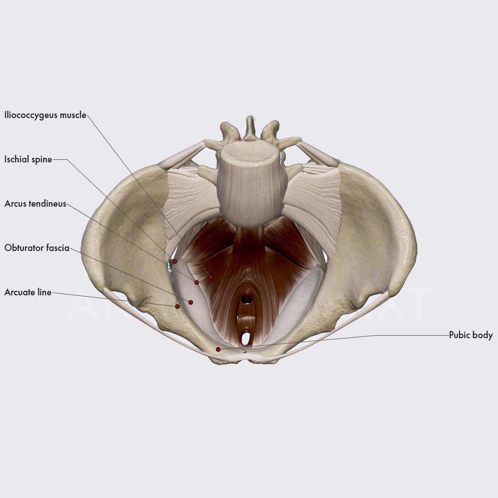 Obturator fascia
